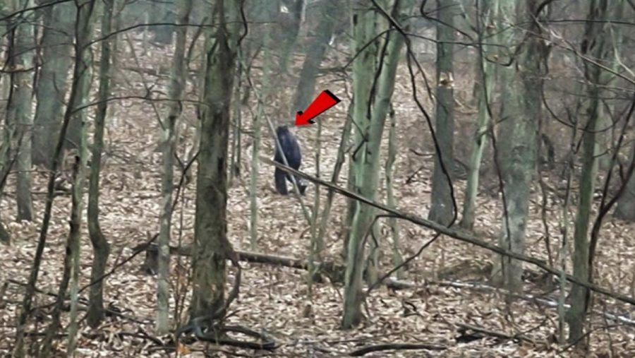 Cryptid Encounter
